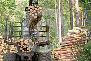 Loading logs on a truck trailer using a tractor loader with a grab crane. Transportation of coniferous logs to the sawmill.