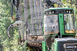 Loading logs on a truck trailer using a tractor loader with a grab crane. Transportation of coniferous logs to the sawmill.