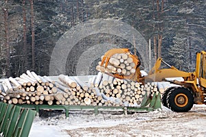 Loading lumber. Forest logs, unload the tractor. Forest industry.