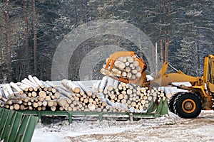 Loading lumber. Forest logs, unload the tractor. Forest industry.