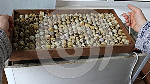 loading selected quail eggs into the incubator