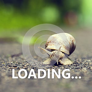 Loading. Small brown snail.