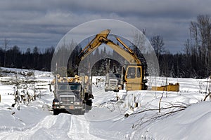 Loading spruce trees onto logging truck