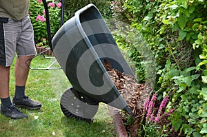 Loading torture wood chips bark on a wheel with a shovel from a car and delivery to the garden where ornamental perennial beds are photo