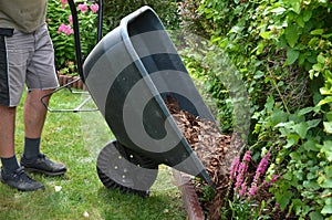 Loading torture wood chips bark on a wheel with a shovel from a car and delivery to the garden where ornamental perennial beds are