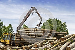 Loading Tree Logs with Timber Crane on a Pile