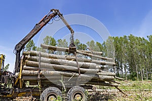 Loading A Truck With Tree Logs - Lumber Industry - Deforestation