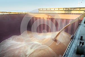 Loading of wheat in a hold