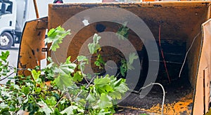 Loading wood chipper with tree branches for shredding close up