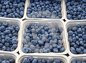 Loads of fresh ripe blueberries on display at the farmers market