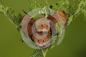 Loads of Harvest mice playing on a fern