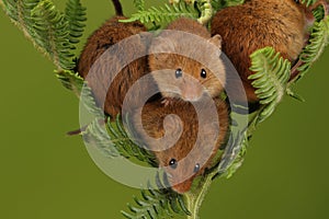 Loads of Harvest mice playing on a fern