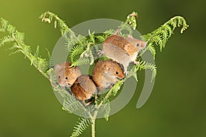Loads of Harvest mice playing on a fern