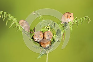 Loads of Harvest mice playing on a fern