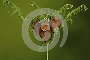 Loads of Harvest mice playing on a fern