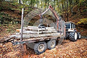 Loads of wood from freshly cut trees