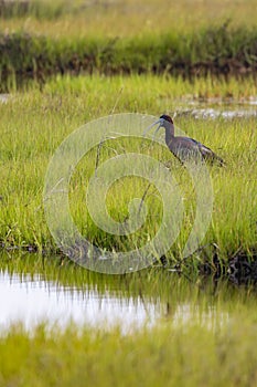 Loaf (Plegadis falcinellus) stands atop the grassy shoreline of a tranquil lake