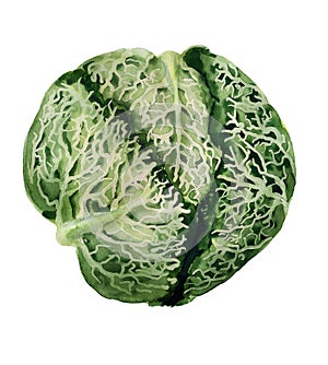 Loaf of savoy cabbage