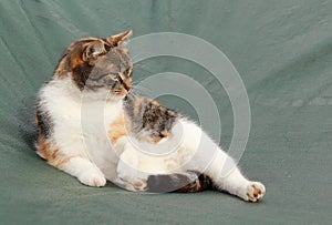 Loafing in afternoon after hearty lunch on tarpaulin. Domesticated cat is in the middle of hunting. Colored cat tries catch small