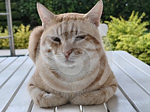 Loafing Orange Egyptian Mau Cat