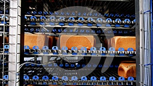 Loafs of bread in a bakery on an automated conveyor belt