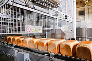 Loafs of bread in a bakery on an automated conveyor belt