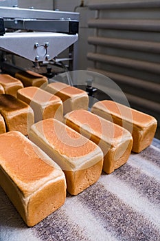 Loafs of bread in a bakery on an automated conveyor belt