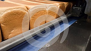 Loafs of bread in a bakery on an automated conveyor belt