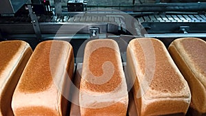 Loafs of bread in a bakery on an automated conveyor belt