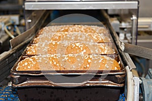 Loafs of bread in the factory photo