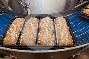 Loafs of bread in the factory