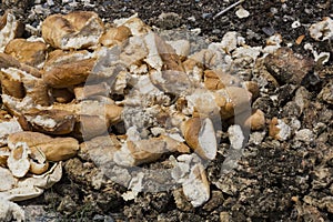 Loafs of old baguette bread are thrown into a landfill in Turkey`s Istanbul