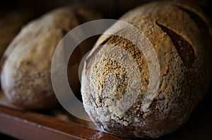 Loafs of rustic freshly baked sour dough bread photo