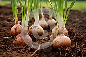 Loamy Onion soil plant. Generate Ai photo