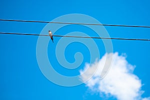 Loan adult House Martin bird seen perched on an Electricity Wire in early summer.