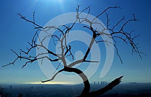 Loas Angeles city skyline observed from Griffith observatory