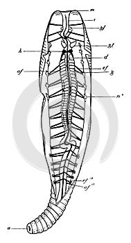 Lob Worm, vintage illustration photo