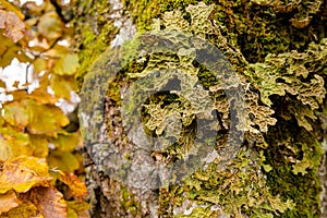 Lobaria pulmonaria lichen on a beech tree