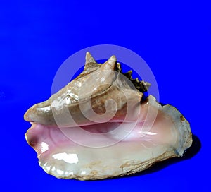 Lobatus Gigas marine giant shell on blue background. marine or summer concept