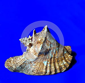 Lobatus Gigas marine giant shell on blue background. marine or summer concept
