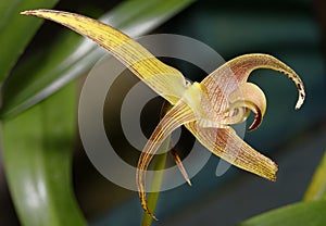 Lobb`s Bulbophyllum Orchid