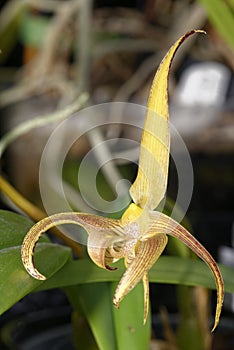 Lobb`s Bulbophyllum Orchid