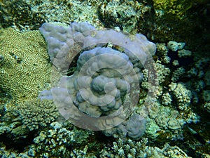 Lobe coral, hump coral, Porites lobata, Rubber coral, rubbery zoanthid, Palythoa tuberculosa, and demosponge Crella cyathophora