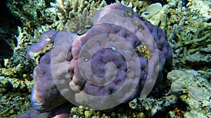 Lobe coral, hump coral Porites lobata undersea, Red Sea, Egypt, Sinai, Ras Mohammad national park