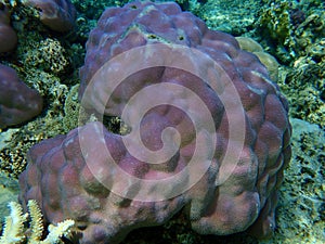 Lobe coral, hump coral Porites lobata undersea, Red Sea, Egypt, Sinai, Ras Mohammad national park