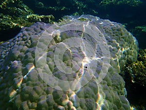 Lobe coral, hump coral Porites lobata undersea, Red Sea, Egypt, Sinai, Ras Mohammad national park