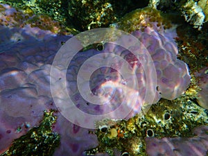 Lobe coral, hump coral Porites lobata undersea, Red Sea, Egypt, Sinai, Ras Mohammad national park