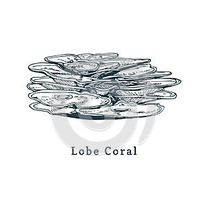 Lobe coral vector illustration.Drawing of sea polyp on white background.
