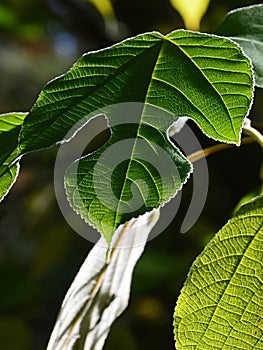 Lobed decorative green leaf of Paper Mullberry tree, also called Tapa Cloth Tree