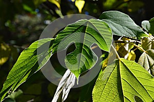 Lobed decorative green leaves of Paper Mullberry tree, also called Tapa Cloth Tree